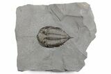 Dalmanites Trilobite Fossil - New York #357147-1